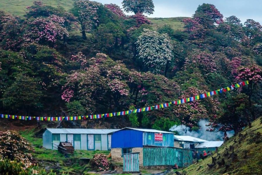 Blooming Rhodendron during Pikey Peak trek